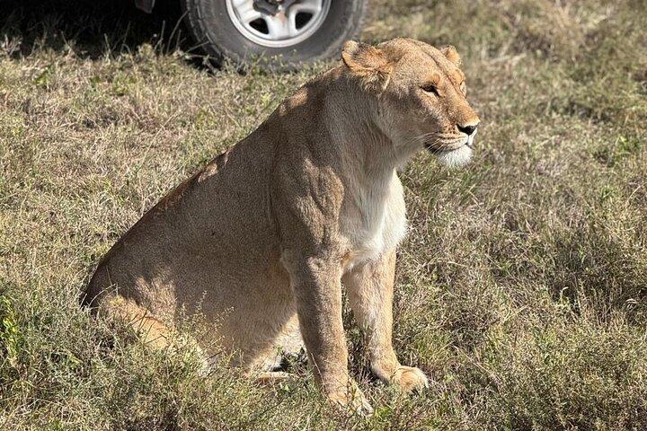 6 Days Private Serengeti Migration Safari