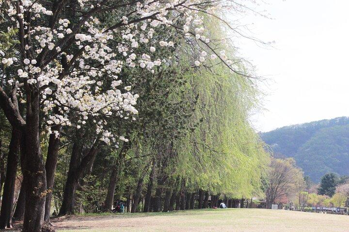 Private Guided Tour For Nami Alpaca Rail bike and Seoraksan