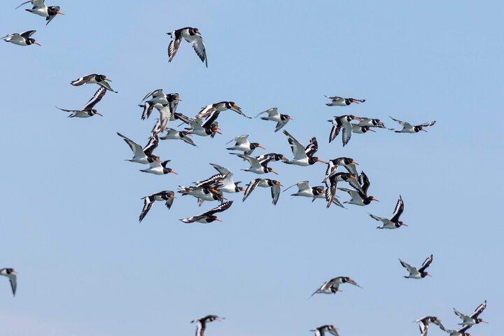 Lisbon : Birdwatching Boat Tour - Tagus Estuary