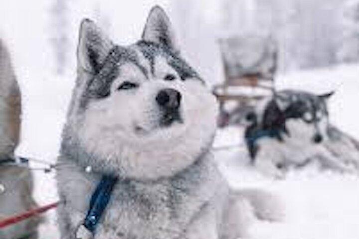 2km Husky Safari and Kennel Visit at Arctic Circle