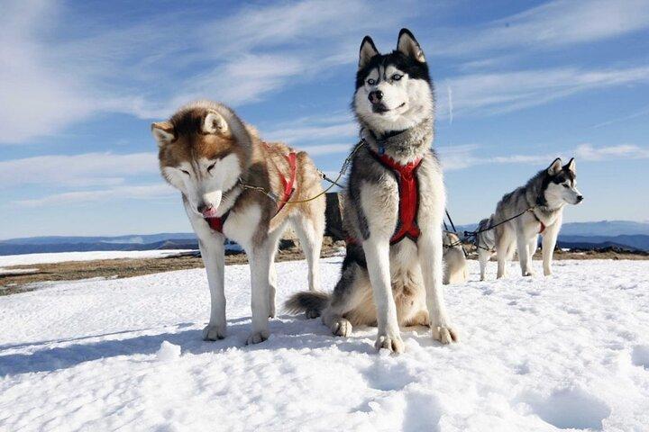 2km Husky Safari and Kennel Visit at Arctic Circle