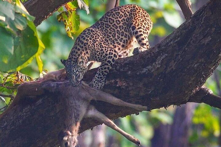 Haridwar: Open Jeep Wildlife Safari in Rajaji National Park