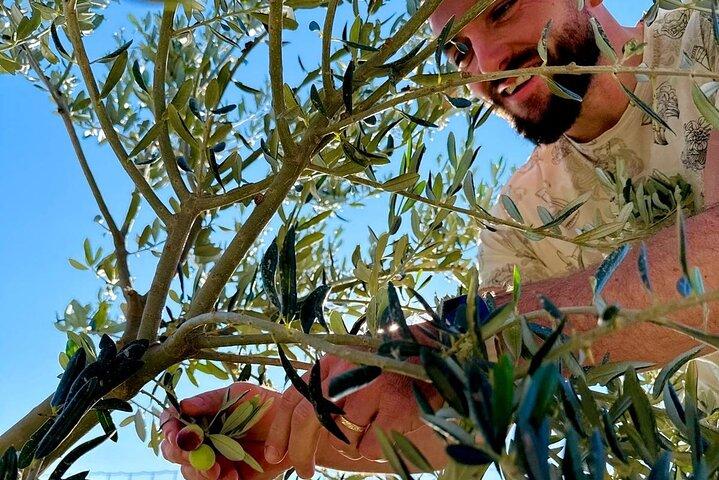 Olive Oil Workshop with E Bike Adventure in Dubrovnik