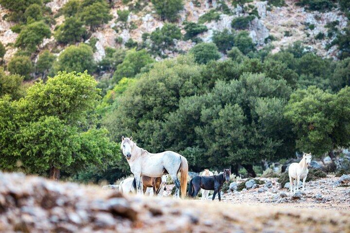 Kefalonia 4×4 Van Adventure Mount Ainos and Omala Valley Tour