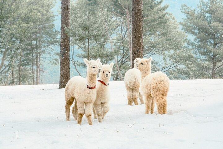 Alpaca, Nami, Eobi with Rail Bike or Strawberry