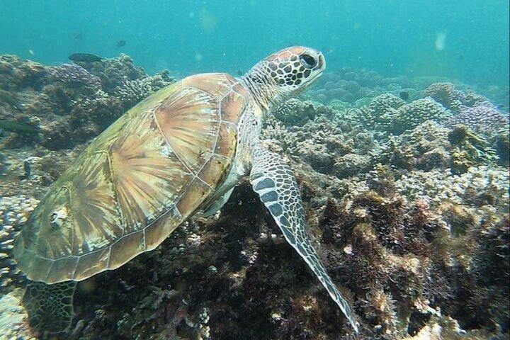 Muscat: Daymaniyat Island Snorkeling Amazing Trip