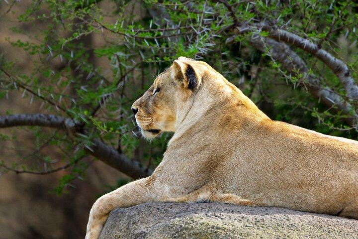 Arusha: 5 Day - Tarangire, Serengeti, Ngorongoro Big five Safari