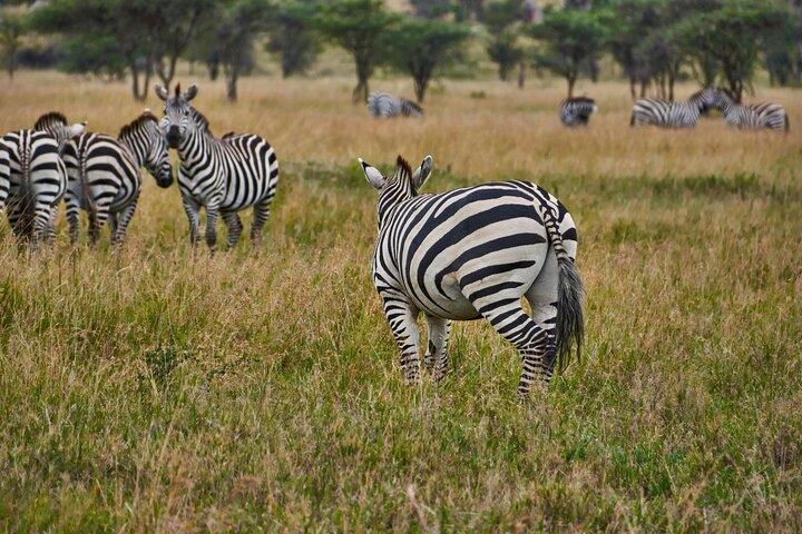 Arusha: 5 Day - Tarangire, Serengeti, Ngorongoro Big five Safari