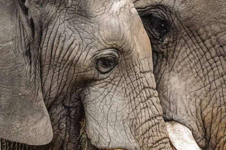 2 Day Tarangire and Ngorongoro Safari