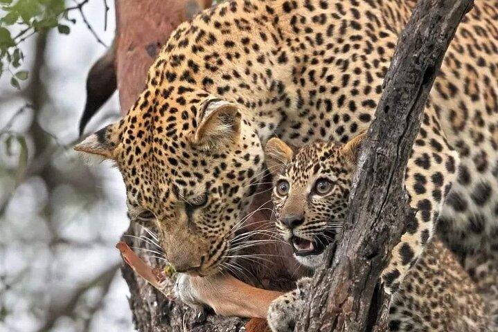 2 Day Tarangire and Ngorongoro Safari