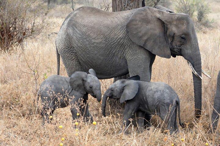 2 Day Tarangire and Ngorongoro Safari