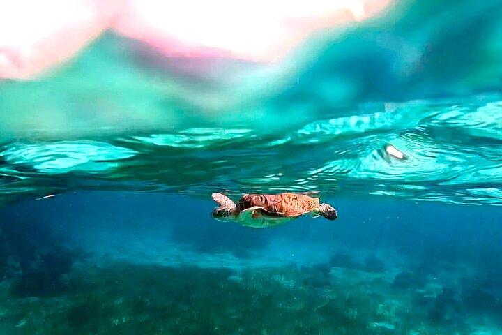 Snorkeling Tour at the Great Barrier Reef of Belize