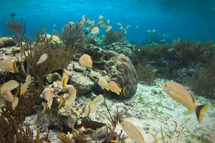 Snorkeling Tour at the Great Barrier Reef of Belize