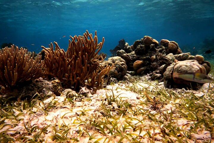 Snorkeling Tour at the Great Barrier Reef of Belize