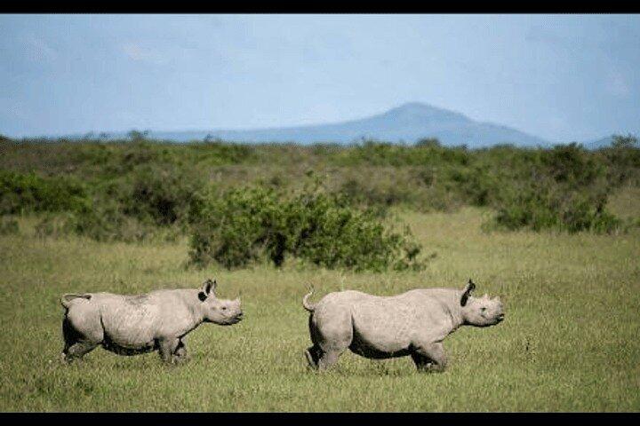 5 Day Amboseli Nakuru Mara Kenya with Lodging Safari Tour