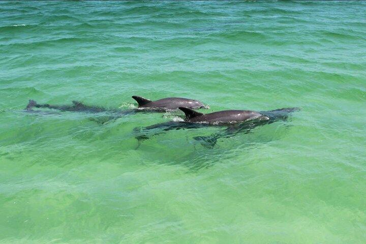 Destin Dolphin Watching and Sunset Cruise