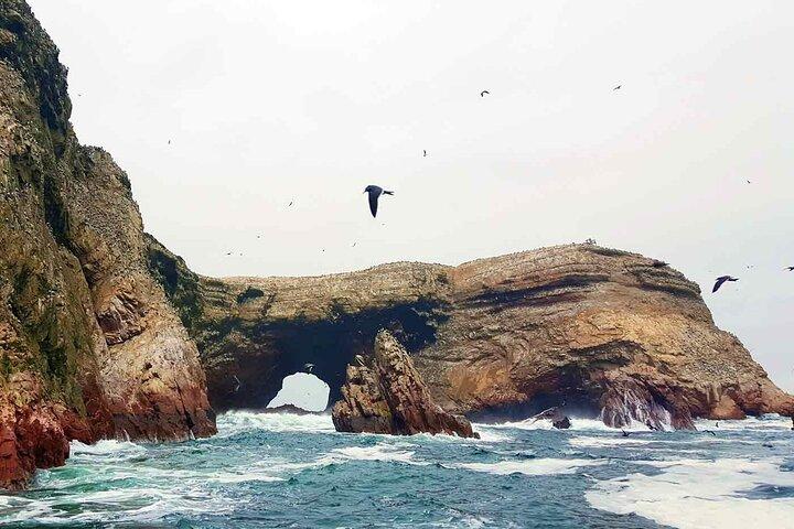 Tour Ballestas Islands and Buggy and Sandboard 2 hrs in Huacachina