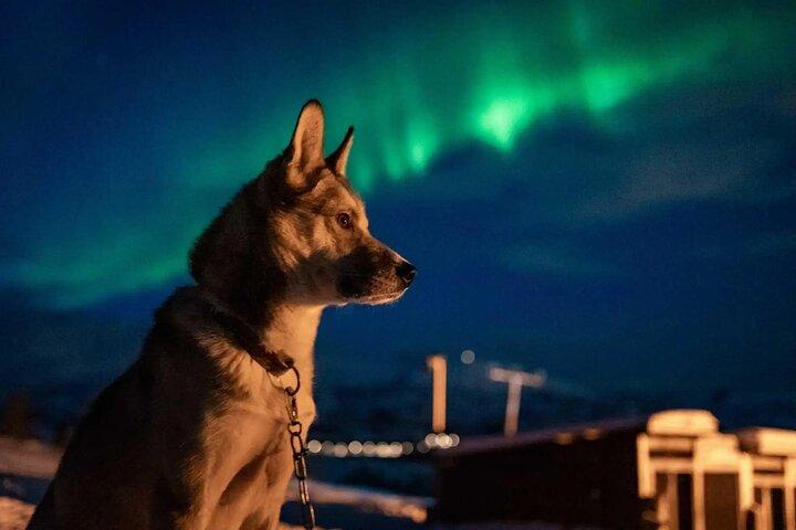 Northern Lights Husky Visit
