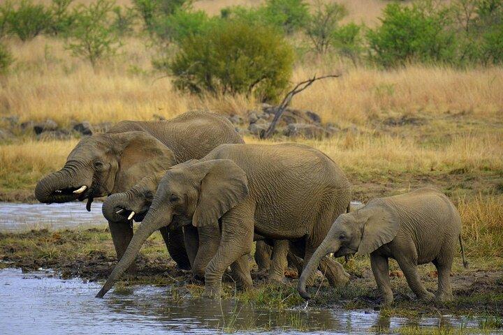 Full Day Kruger National Park Safari Tour from Hazyview