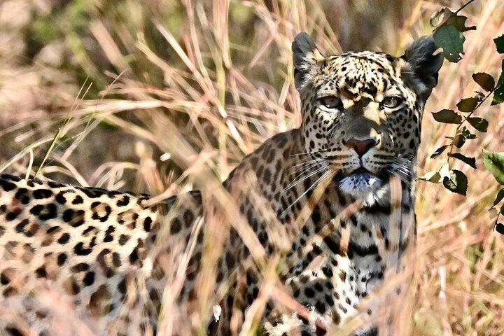 Full Day Kruger National Park Safari Tour from Hazyview