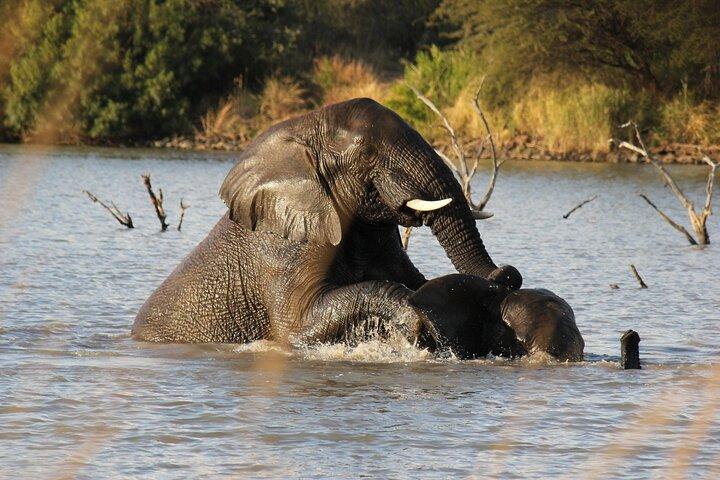 Full Day Kruger National Park Safari Tour from Hazyview