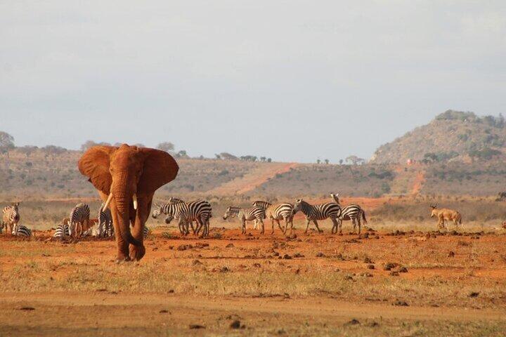 Nairobi Day Trip to Amboseli National Park and Maasai Village