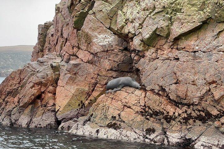 Adventure in Ballestas Islands and Quad bike in Paracas