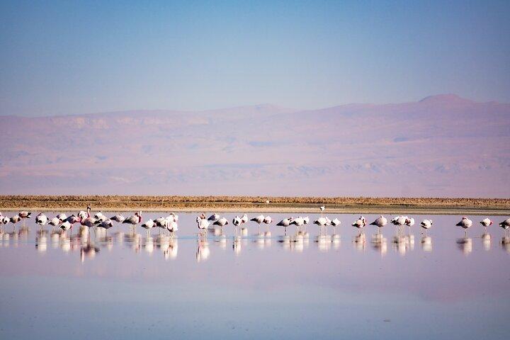 Full Day Tour in Piedras Rojas Atacama Includes Ticket