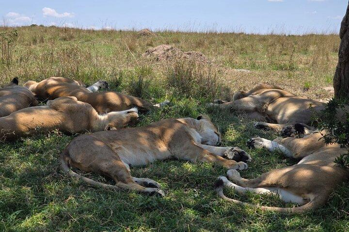 2 Days 1 Night Maasai Mara Private Safari from Nairobi