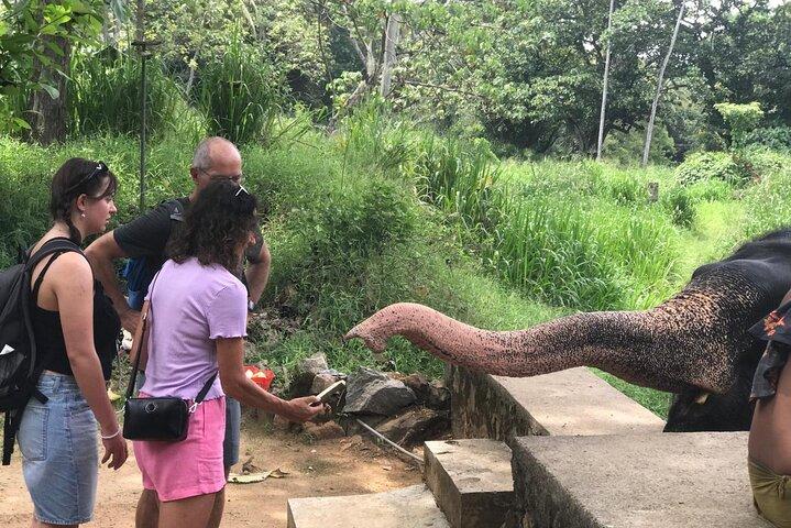 Pinnawala and Kandy Day Tour from Colombo or Negombo