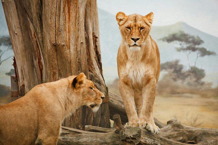 3-Day Group Camping safari Tarangire, Lake Manyara & Ngorongoro