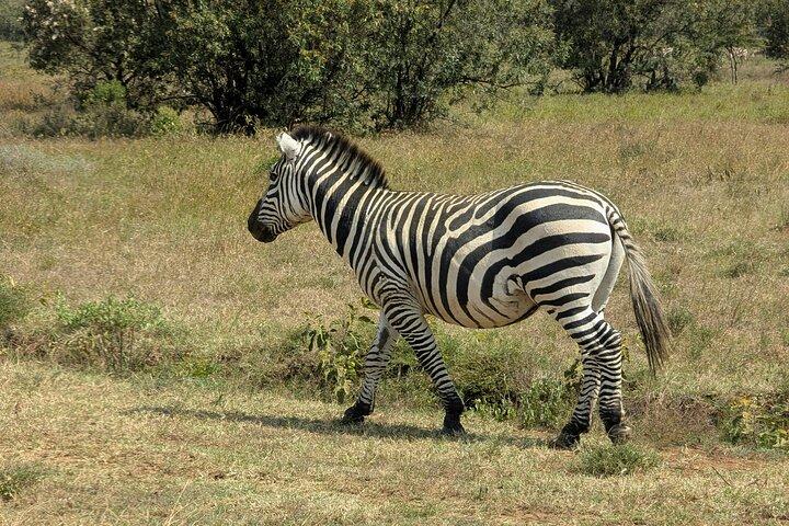 3-Day Group Camping safari Tarangire, Lake Manyara & Ngorongoro