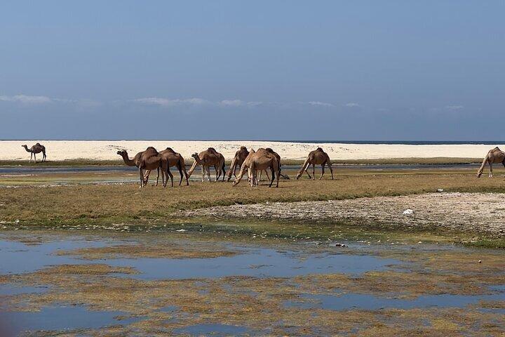 West of Salalah and City Gems(private tour)