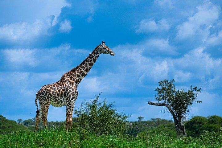 2-Day Tarangire & Ngorongoro Crater Big Five Safari