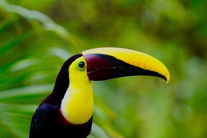 Manuel Antonio National Park Wildlife Tour