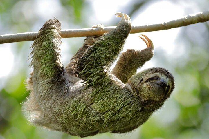Manuel Antonio National Park Wildlife Tour