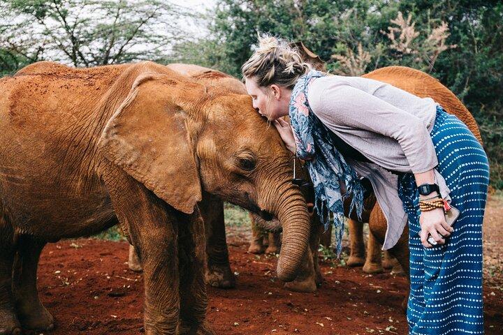 15 Day Wildlife and Conservation Volunteering Experience in Kenya