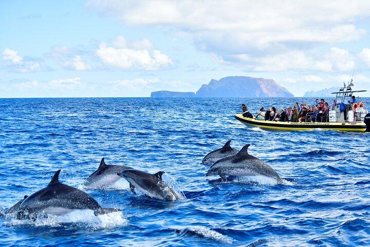 Whale & Dolphin Watching in Madeira