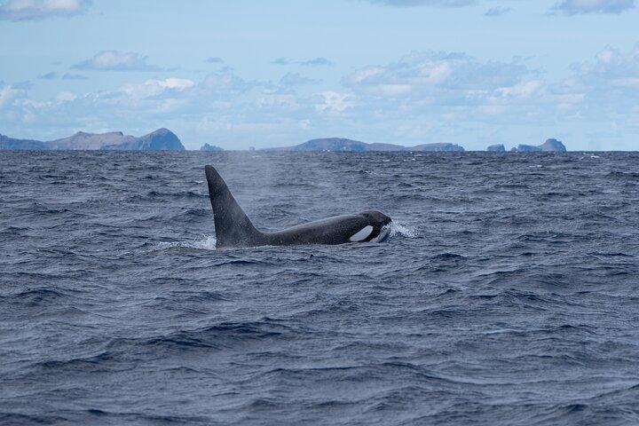 Whale & Dolphin Watching in Madeira