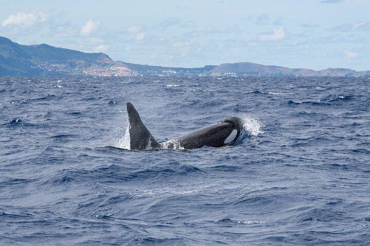 Whale & Dolphin Watching in Madeira