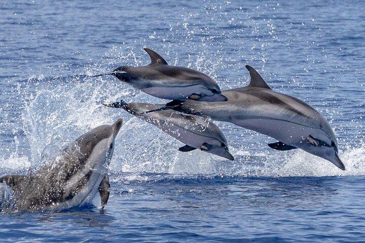 Whale & Dolphin Watching in Madeira