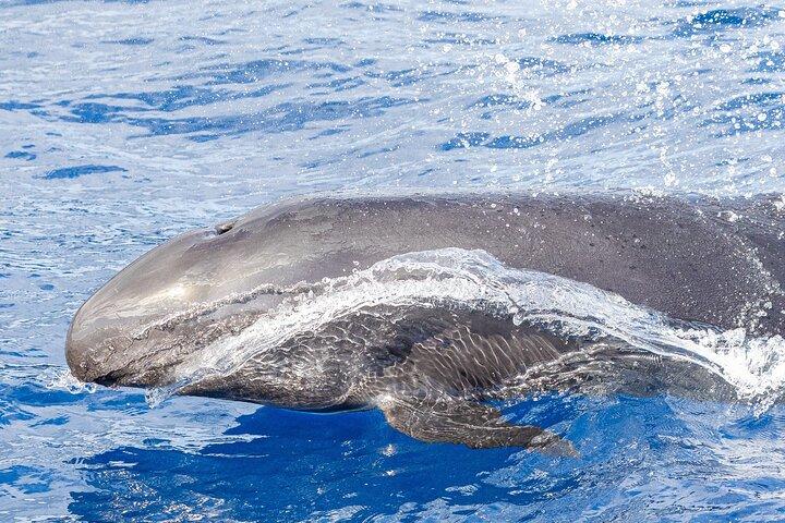 Whale & Dolphin Watching in Madeira