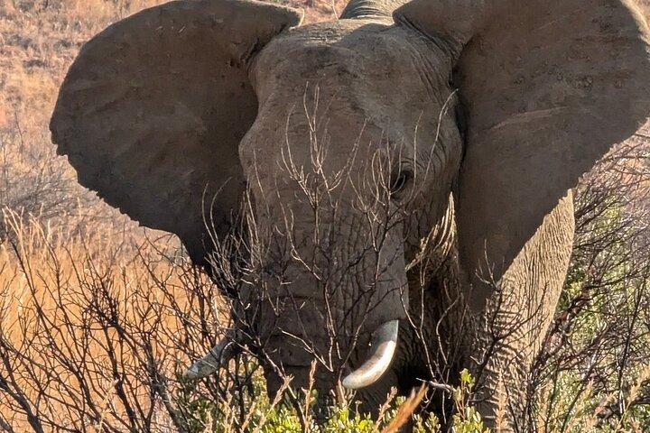 Full Day Kruger National Park Safari Tour from Hazyview