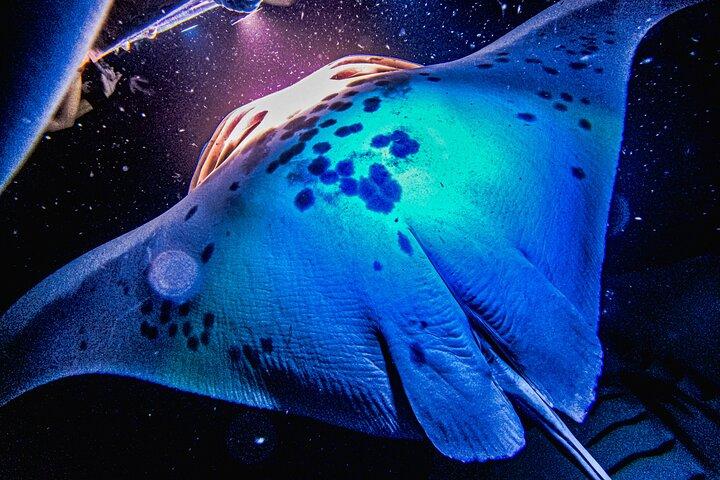 Kona Manta Ray Snorkel Tour: Guaranteed or come again free
