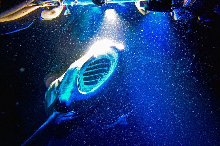 Kona Manta Ray Snorkel Tour: Guaranteed or come again free
