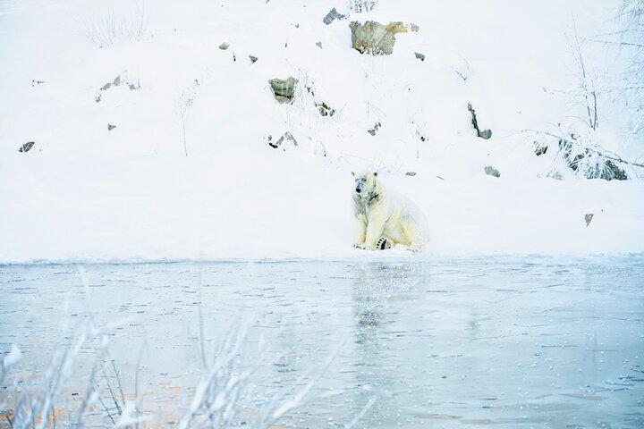 Rovaniemi: Ranua Arctic Wildlife Zoo Park Tour & Hot BBQ lunch