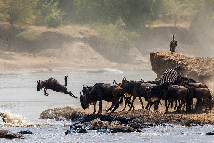 Bird Watching Expedition in Kenya