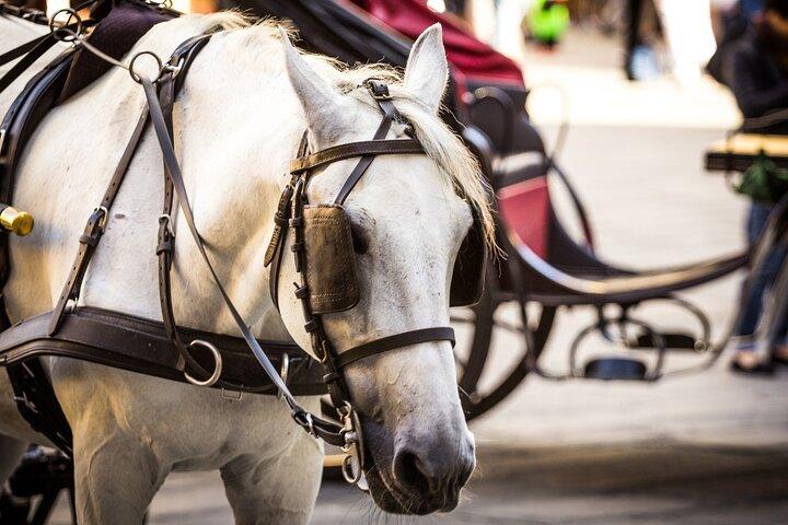 Horse Drawn Carriage Ride in Florence