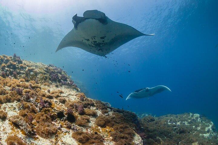 Nusa Penida Manta Point or Manta Bay Snorkeling Trip in Bali