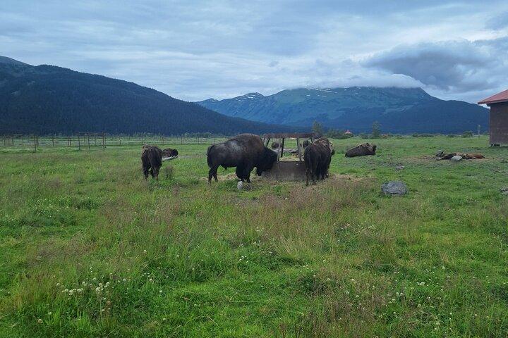 Turnagain Arm, Wildlife Center & Glaciers: Small-Group Tour